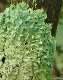 Punctelia caseana image