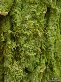 Bacidia schweinitzii image