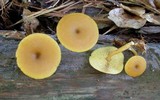 Callistosporium luteo-olivaceum image