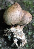 Scleroderma areolatum image