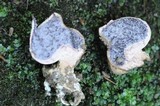 Scleroderma areolatum image
