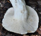 Lactarius piperatus image