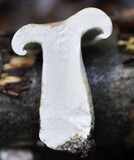 Lactarius piperatus image