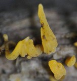 Calocera cornea image