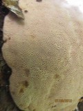 Trametes gibbosa image