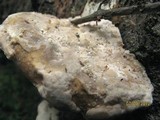 Trametes gibbosa image