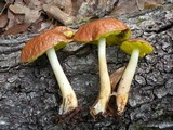 Aureoboletus auriporus image