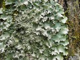 Parmotrema crinitum image