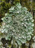 Parmotrema crinitum image