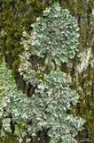 Parmotrema crinitum image