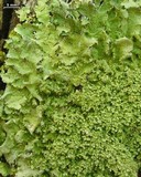Punctelia appalachensis image