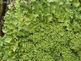 Punctelia appalachensis image