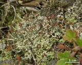 Cladonia peziziformis image
