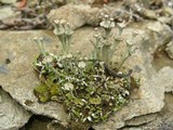 Cladonia verticillata image