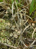 Cladonia verticillata image