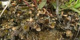 Peltigera didactyla image