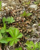 Peltigera didactyla image