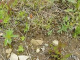 Peltigera didactyla image