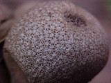 Lycoperdon nigrescens image