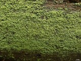 Cladonia parasitica image