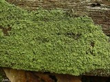 Cladonia parasitica image