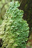 Punctelia caseana image