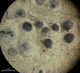 Pyrenula pseudobufonia image