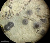 Pyrenula pseudobufonia image