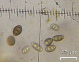 Pyrenula pseudobufonia image