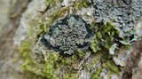 Pannaria rubiginosa image