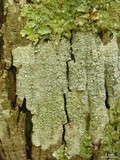 Pertusaria neoscotica image
