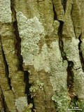Ochrolechia africana image