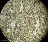 Lecidea varians image