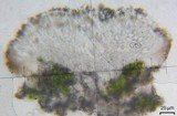 Lecidea varians image