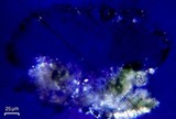 Lecidea varians image