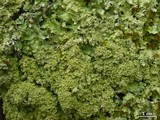 Punctelia appalachensis image