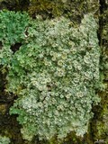 Ochrolechia trochophora image