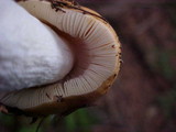 Russula decolorans image