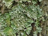 Parmotrema reticulatum image