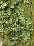 Parmotrema stuppeum image