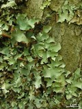 Parmotrema stuppeum image