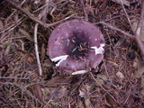 Russula cyanoxantha image