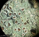 Lecanora glabrata image