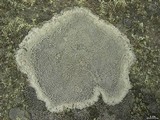Lecanora oreinoides image