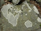 Lecanora oreinoides image