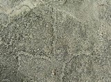 Lecanora oreinoides image