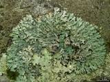 Heterodermia speciosa image