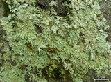 Physcia pseudospeciosa image