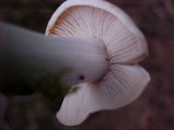 Rhodocollybia maculata image