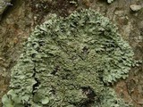 Heterodermia squamulosa image